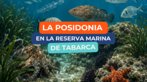 La posidonia en la reserva marina